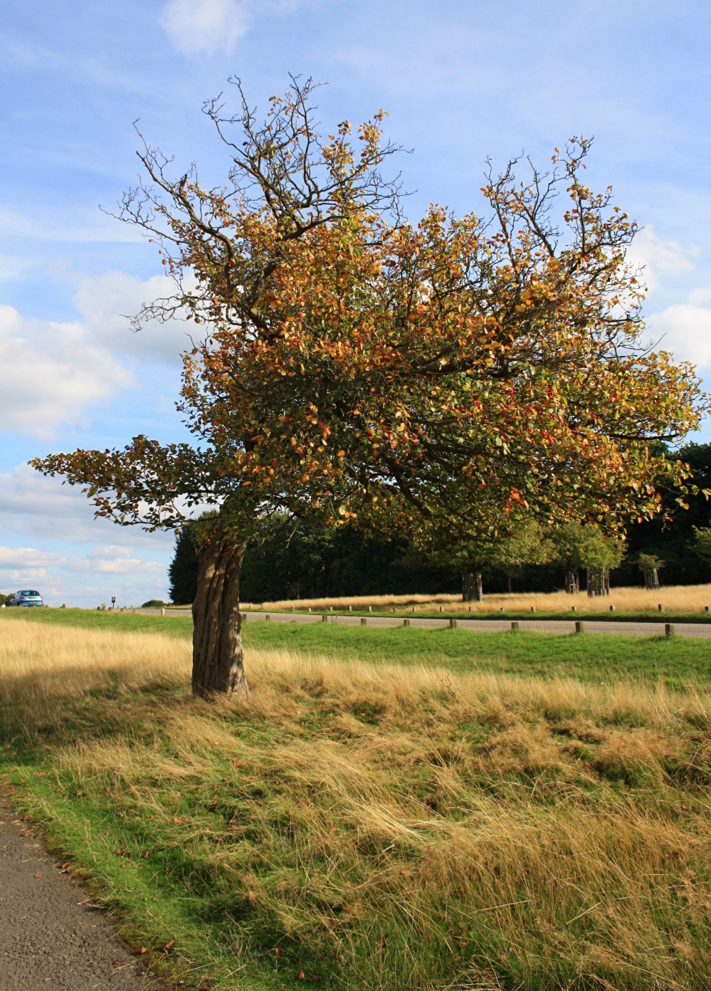 Couleurs d'automne