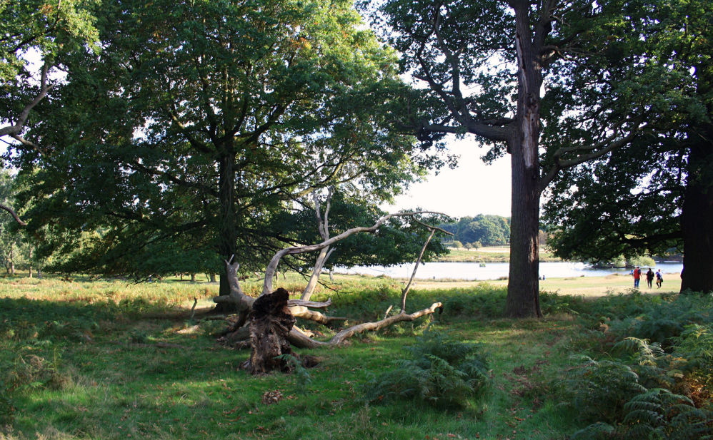 Richmond Park 1