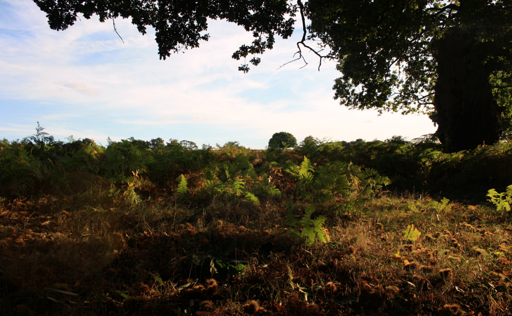 Richmond Park 10