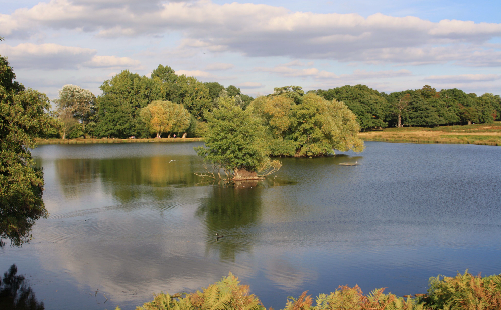 Richmond Park 5