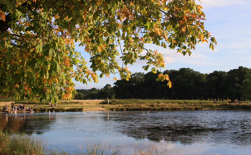 Richmond Park 6