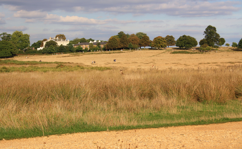 Richmond Park 7