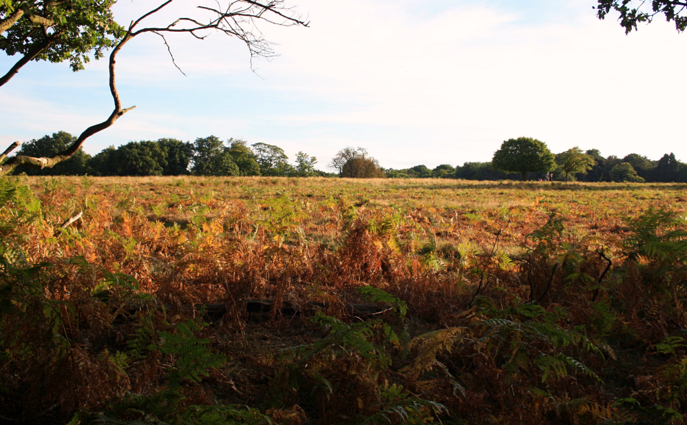 Richmond Park 9