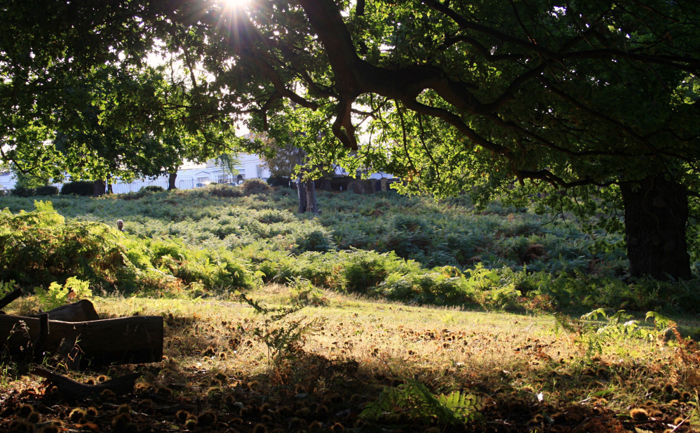 Richmond Park Sunset