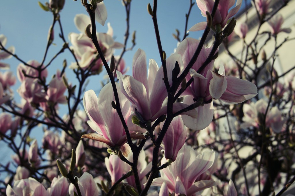 Le printemps à Londres