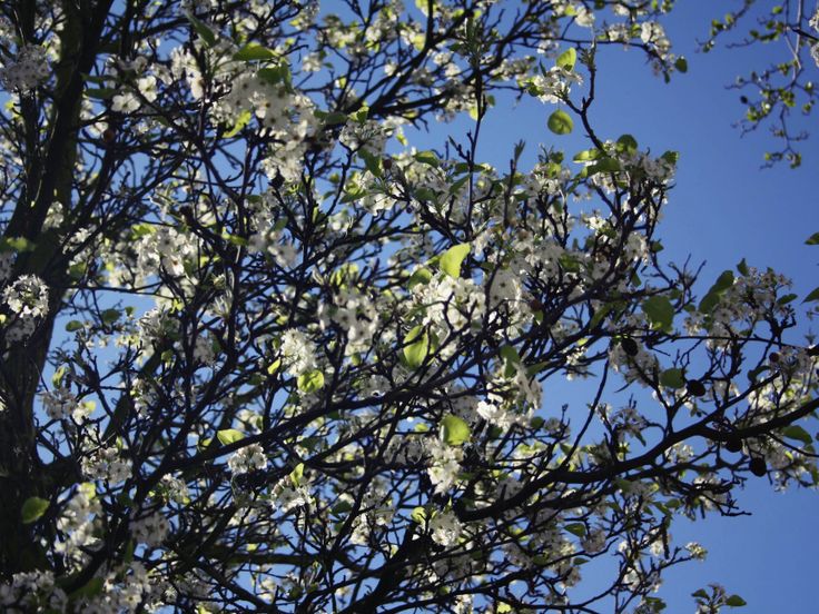 printemps a Londres