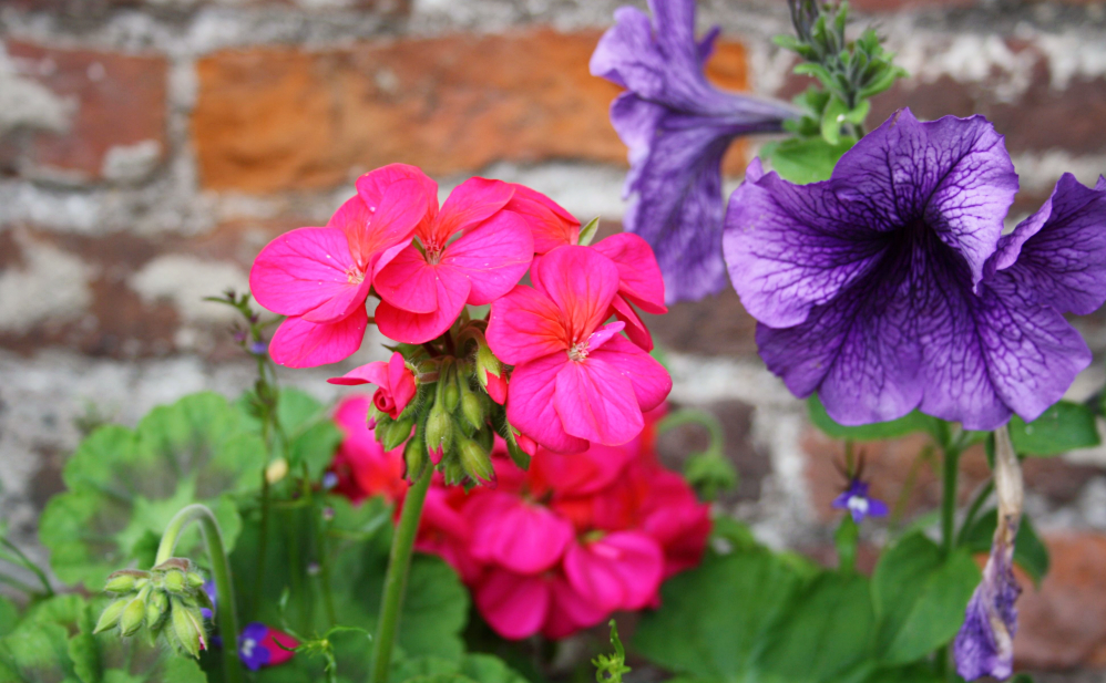 flowers zoom_Fotor