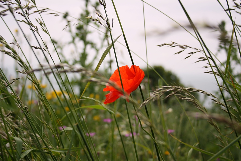 Un week-end Glamping dans le Kent - poppy