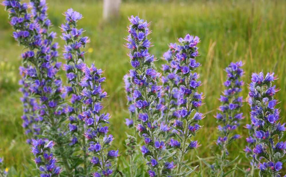 Un week-end Glamping dans le Kent - Flowers