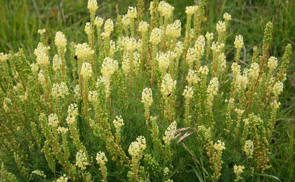 yellow flowers