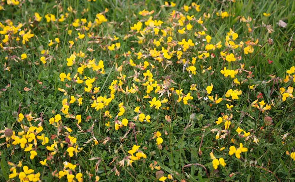 Un week-end Glamping dans le Kent - Yellow Flowers