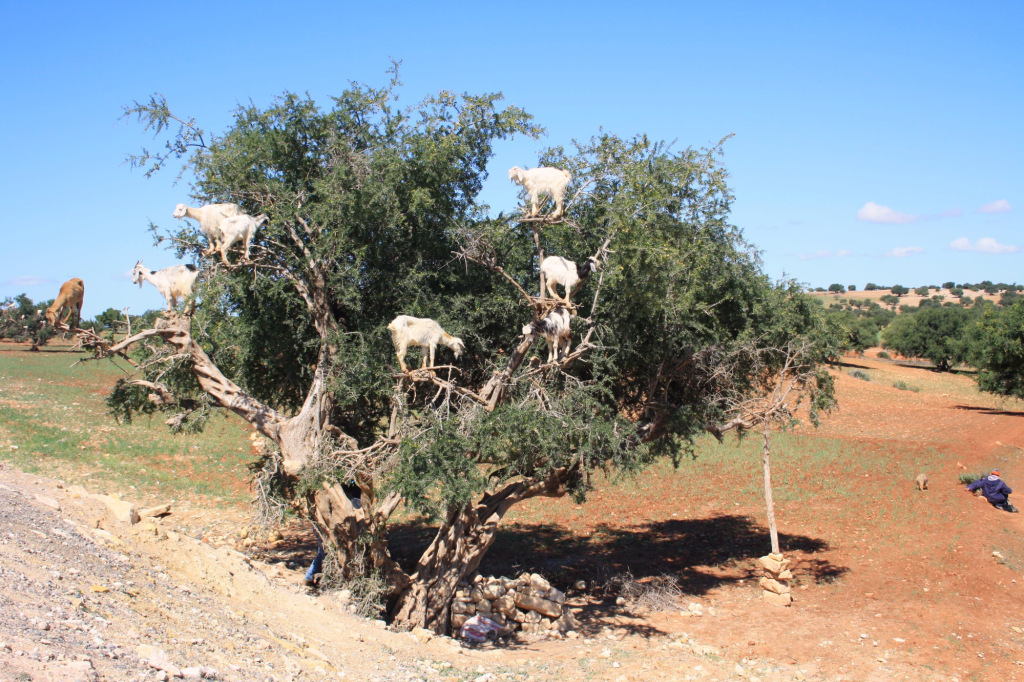 Essaouira chevres