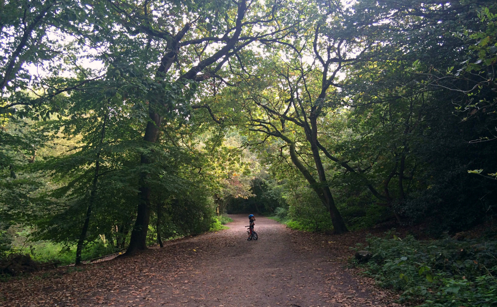 Hampstead Heath 3