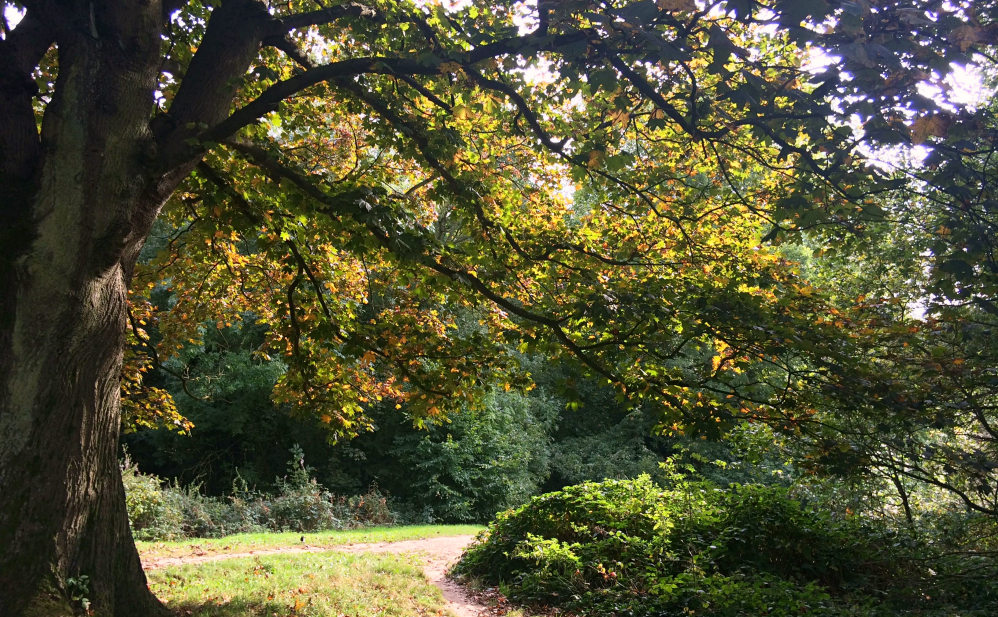 Hampstead Heath 6