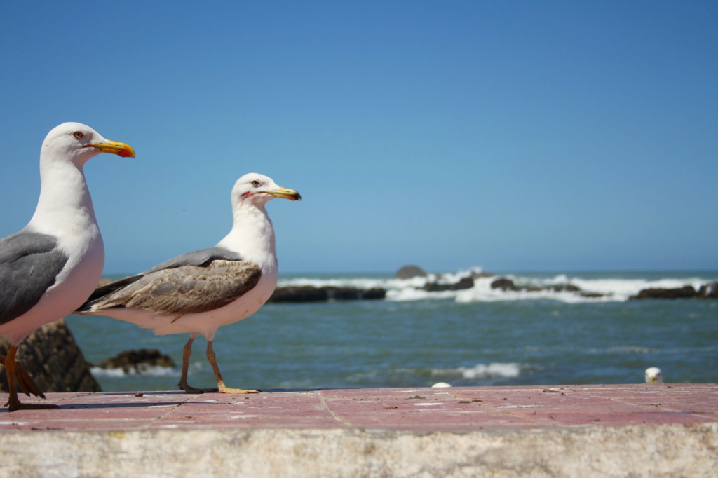 Mouettes