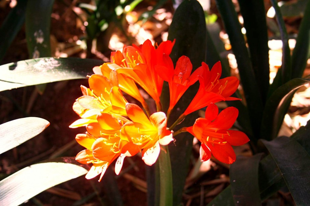 Fleur jardin de majorelle