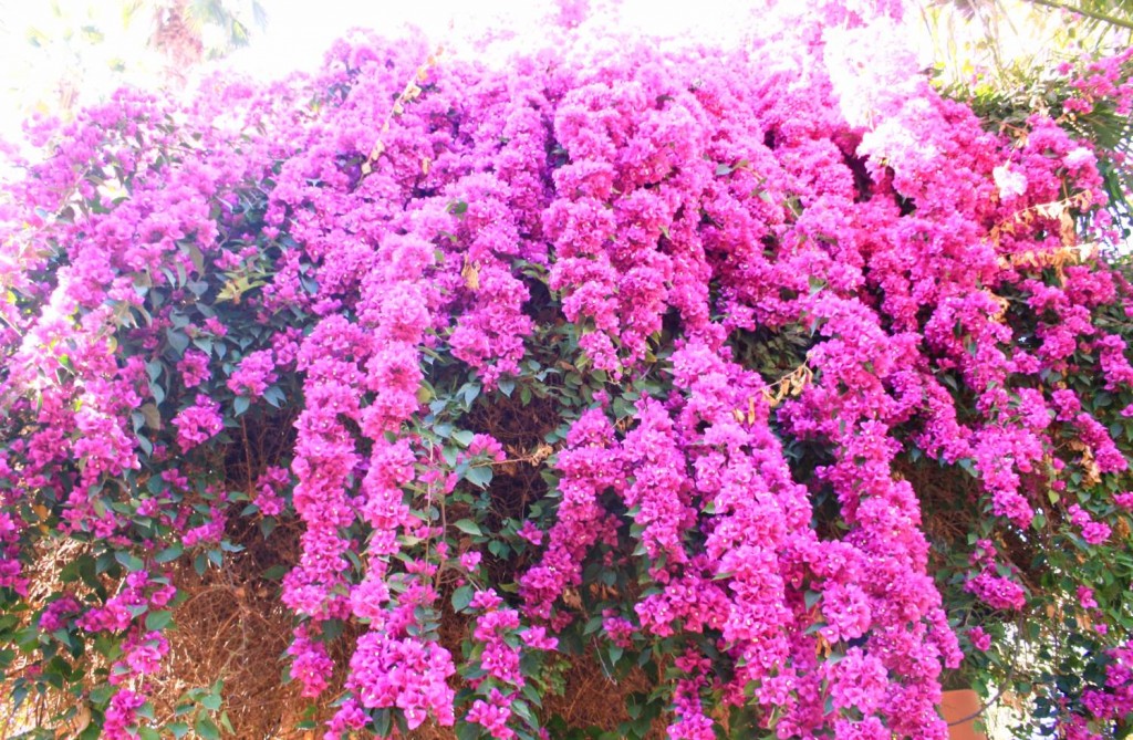 Fleurs jardins de majorelle 2