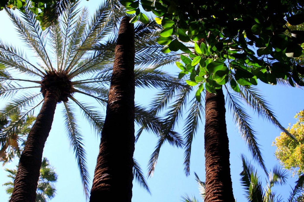 Majorelle