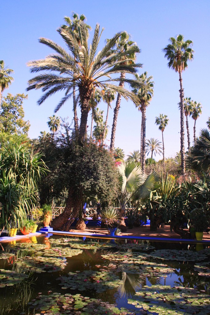 Majorelle palmiers