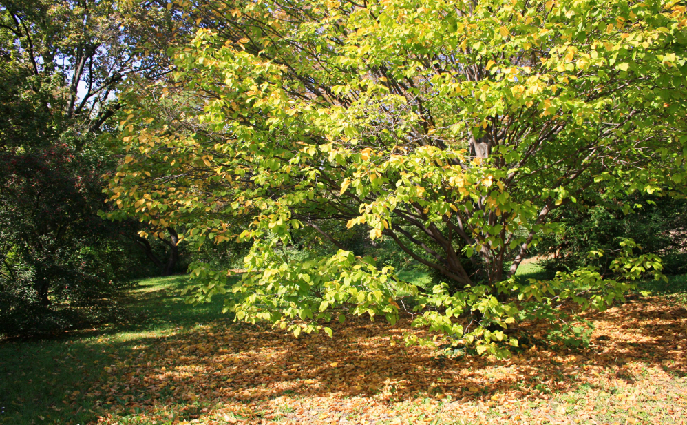 Mont Gellért Arbre automne