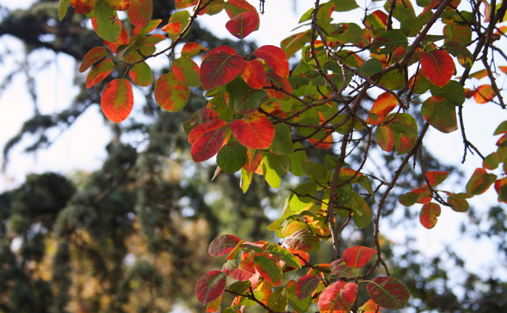 Mont Gellért feuilles d'automne