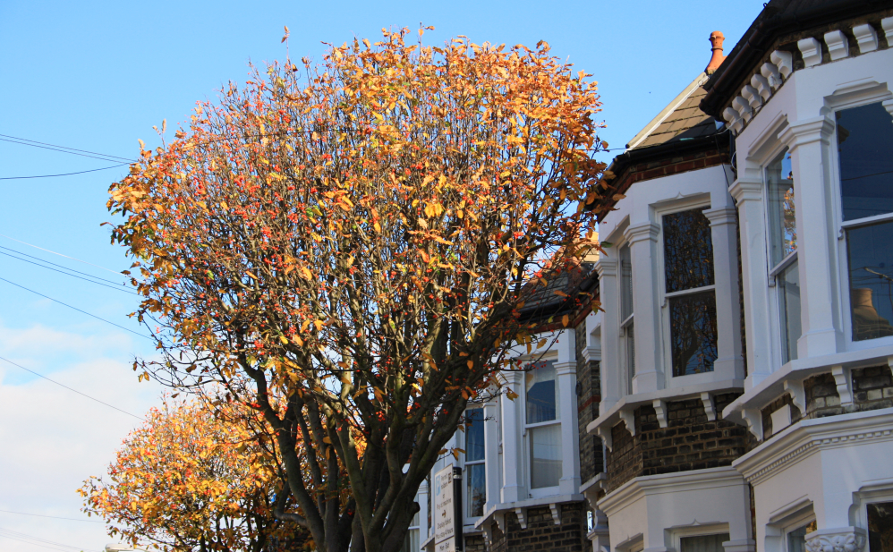 Clapham automne 4