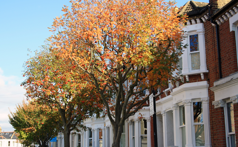 Clapham automne 5