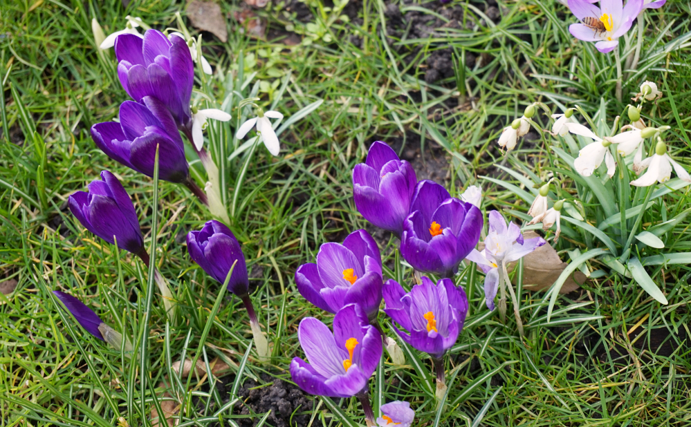 Crocus