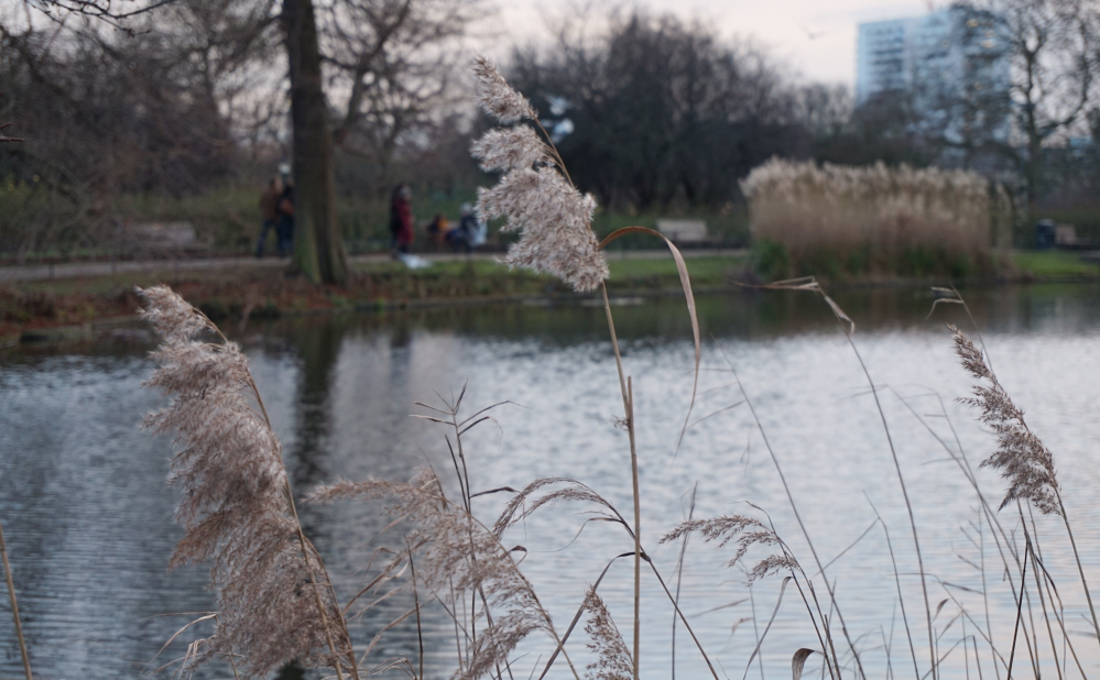 Lac regent's park