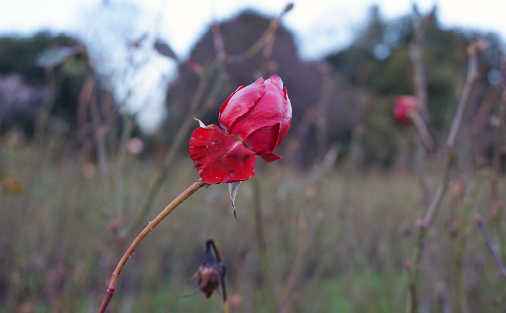 Rose hiver