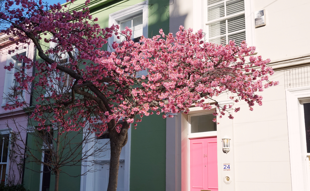 Balade à Notting Hill_Bourgeons