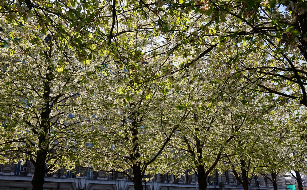 Bourgeons London Eye 6