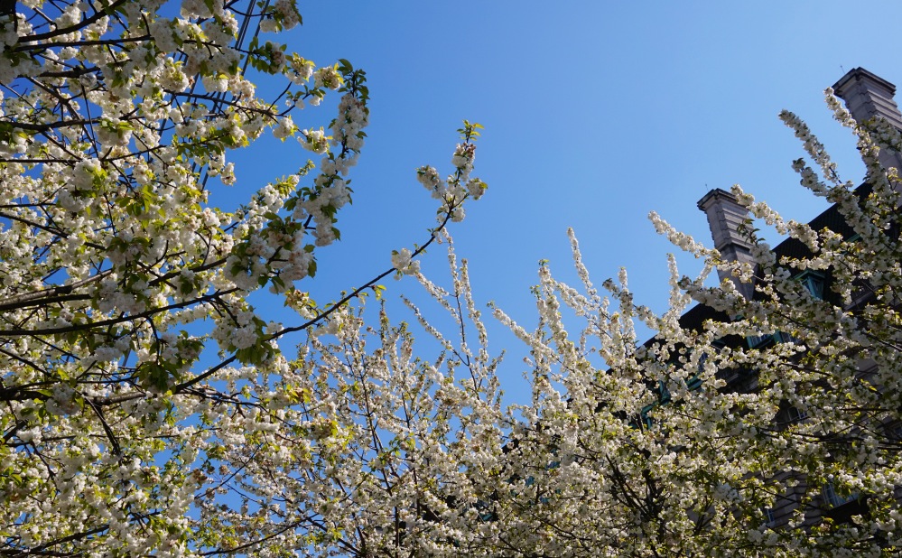 Bourgeons London Eye