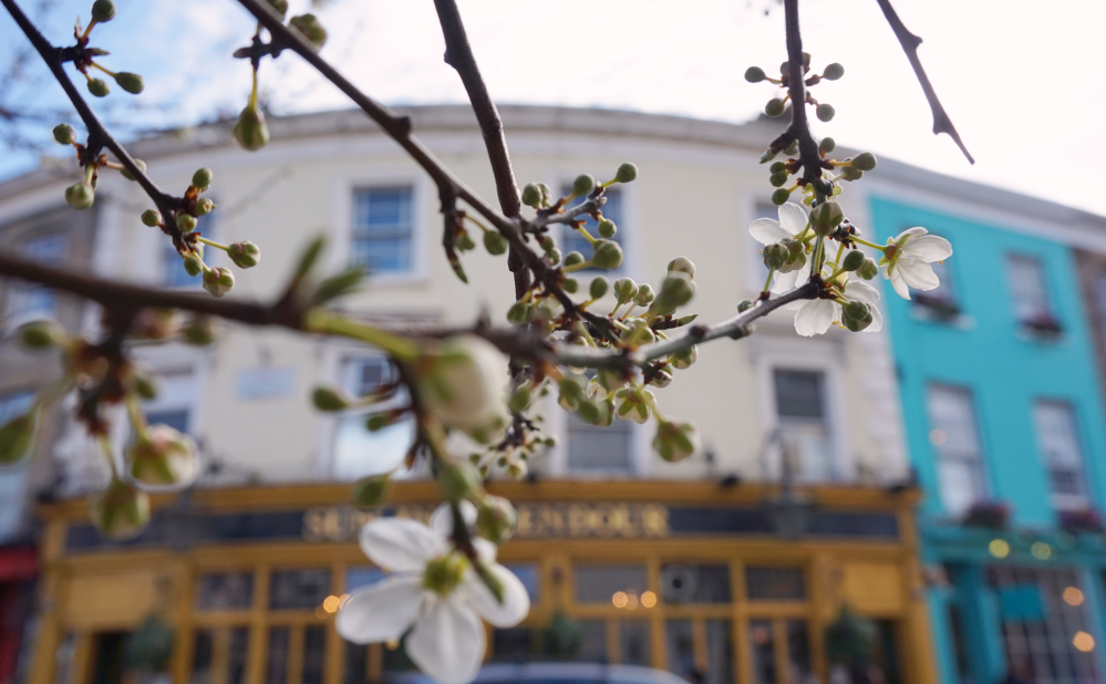 Bourgeons portobello