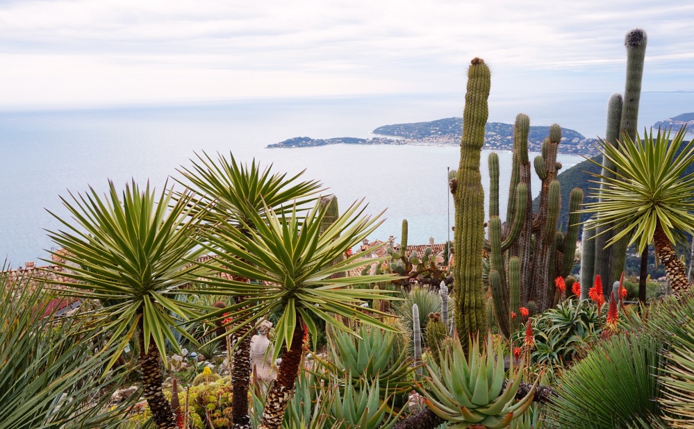 Eze jardin exotique Cactus