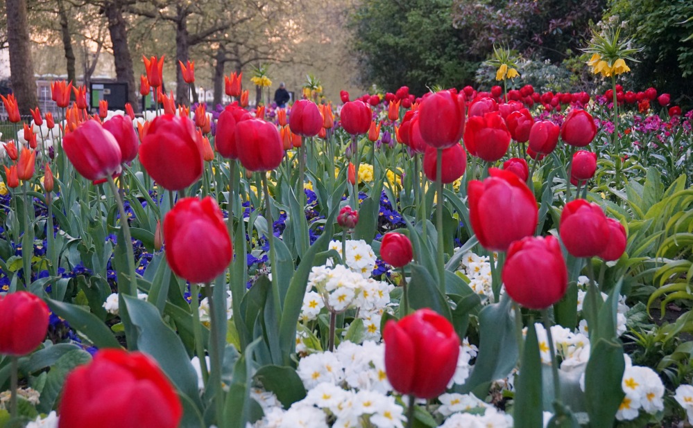 St James Park Printemps 8