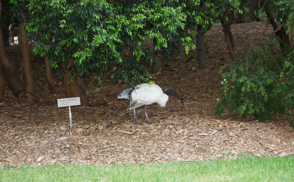 2 semaines à Sydney_Botanical Garden 2