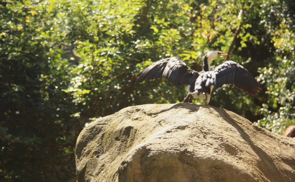 2 semaines à Sydney_Taronga Zoo 4