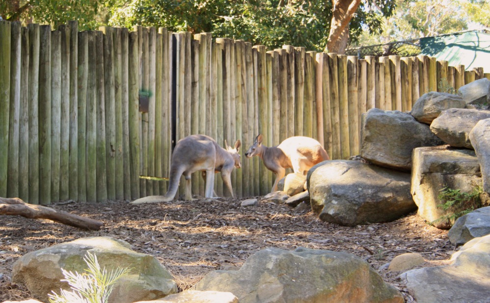 2 semaines à Sydney_Taronga Zoo 6