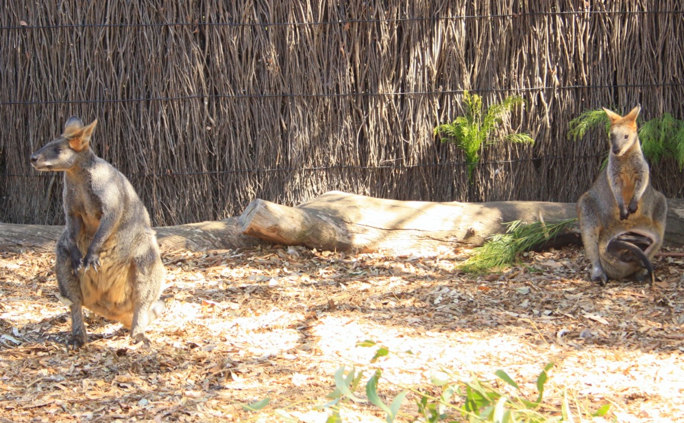 2 semaines à Sydney_Taronga Zoo 8