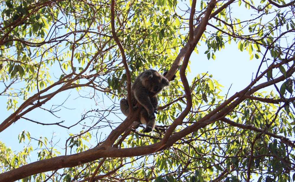 2 semaines à Sydney_Taronga Zoo7