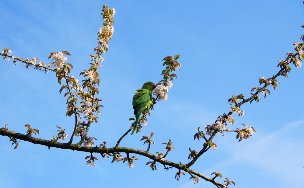 Regent's Park 1