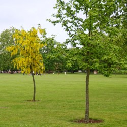 Balade Londres Kensal Rise Queen's Park 16 Balade Londres Kensal Rise Queen's Park 16