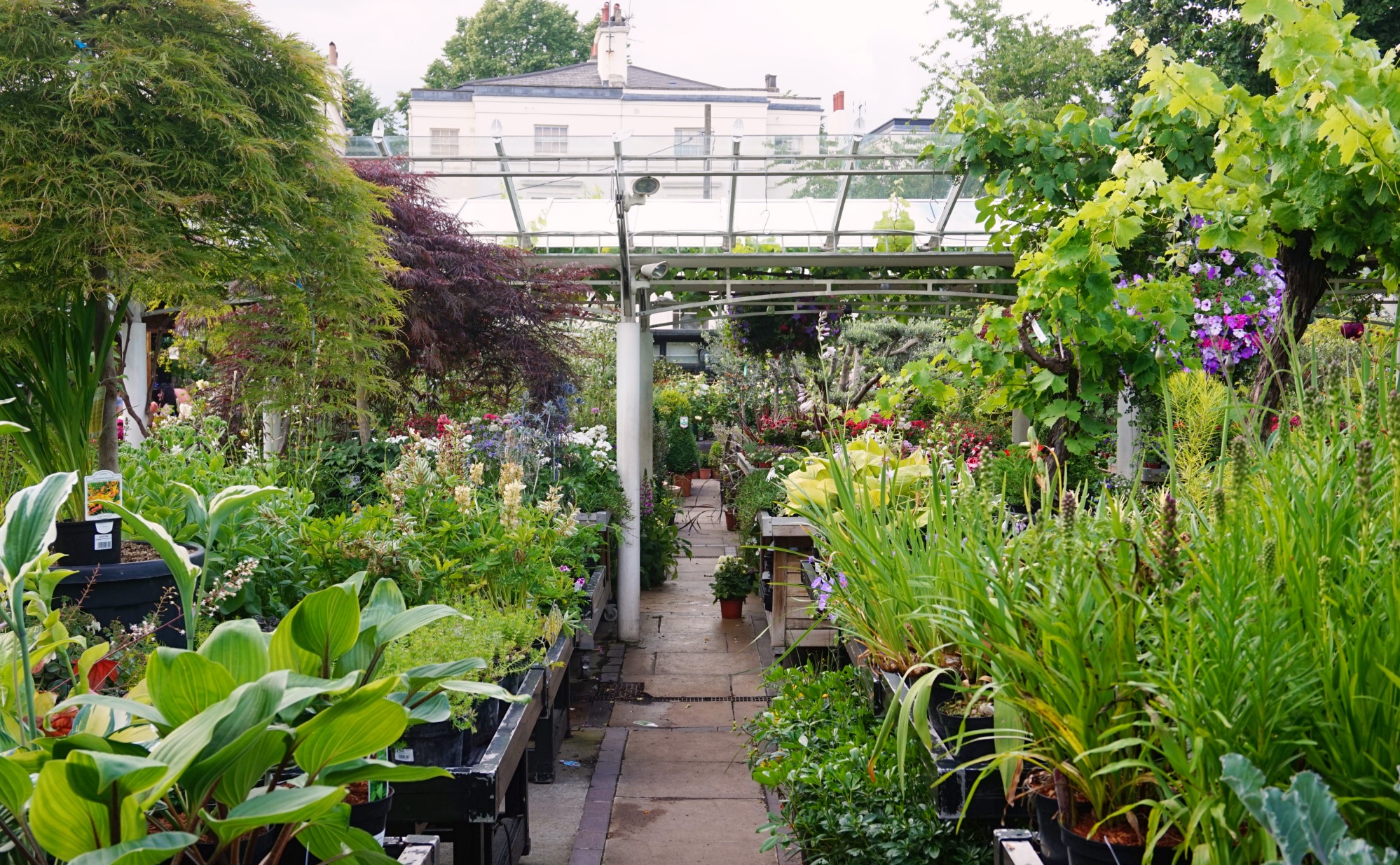 Clifton Nurseries_20