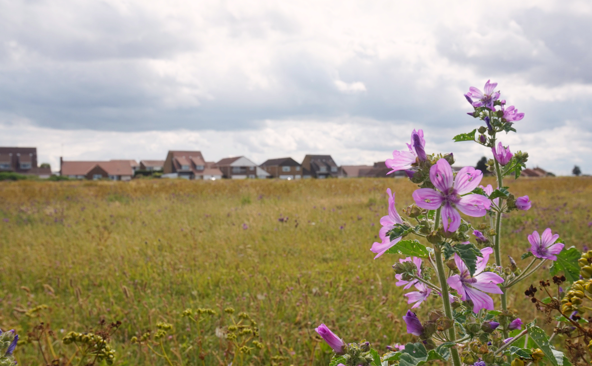 Margate Botany Bay 30