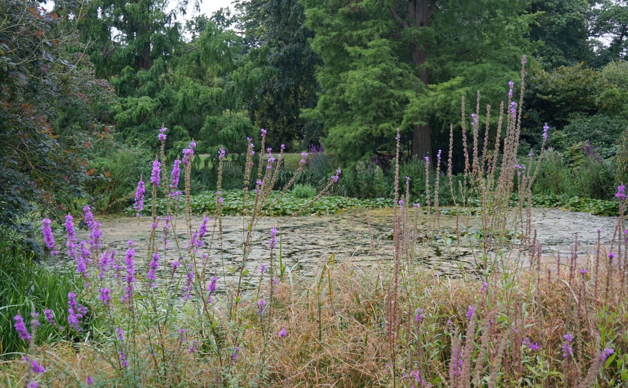 Visiter-Kew-Gardens-11