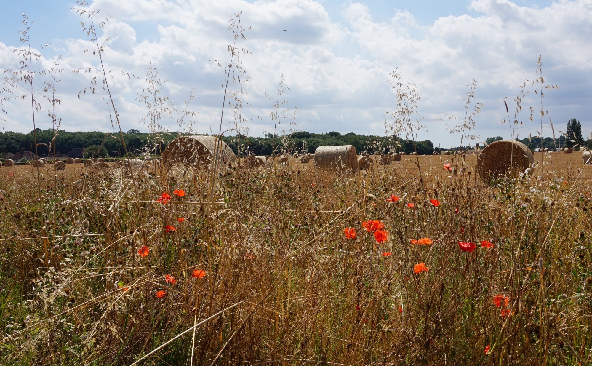Whitstable-2