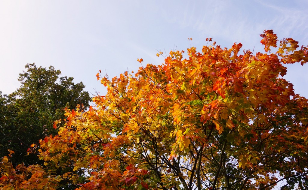 Balade-Automne-Hyde-Park-18