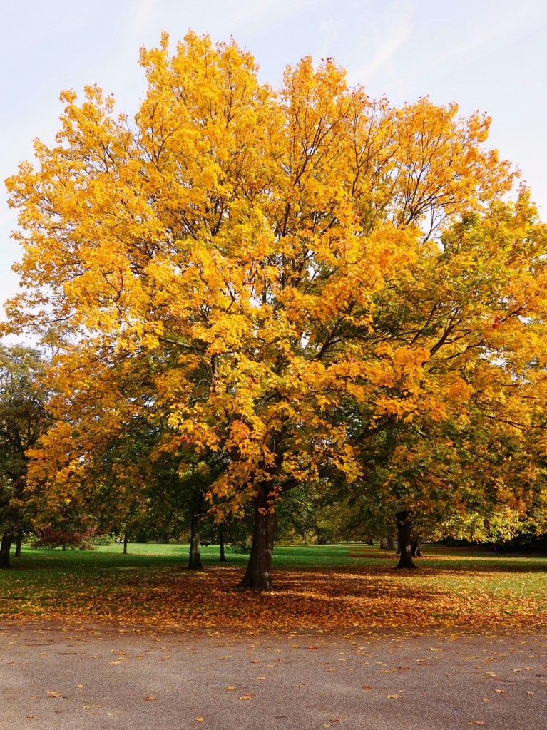 Balade-Automne-Hyde-Park-19