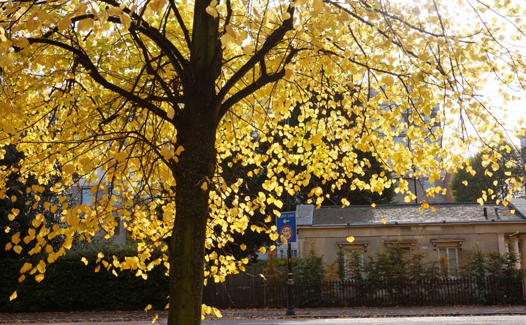 Balade-Automne-Hyde-Park-2